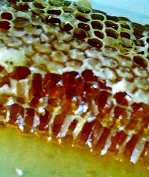 opskrifter - Hvordan man laver hjemmelavet honning slik