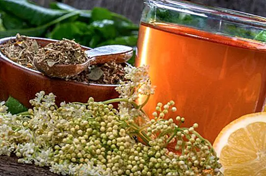 prírodné prostriedky - Elderberry čaj: jedinečné výhody a ako to urobiť