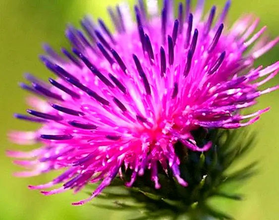 Remedy of burdock to clean the kidneys - Natural medicine
