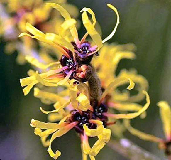 Natural remedies of witch hazel and main contraindications - Natural medicine