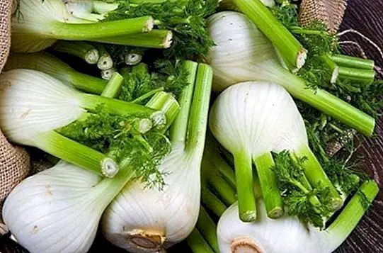 How to take fennel to relieve gas - Natural medicine