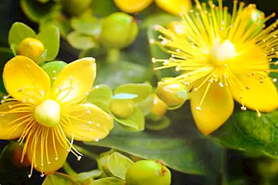 St. John's Wort: benefits, properties and how to make the infusion