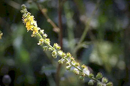 The benefits and properties of Agrimony and natural remedies - Natural medicine