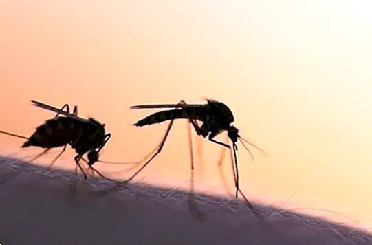 Simpan nyamuk semasa musim panas dengan ubat-ubatan semulajadi ini