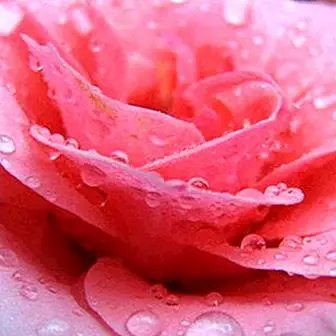 Rose water: benefits and properties
