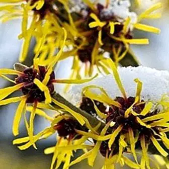 Witch hazel water for skin and eyes: benefits, properties and uses
