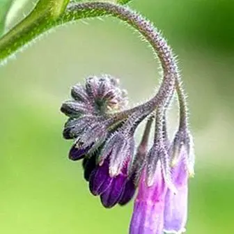 Comfrey, a wonderful plant for the skin