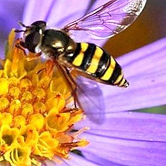 Mitä tehdä ennen mehiläisen pistämistä