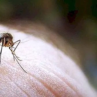 Kako preprečiti pik komarjev poleti