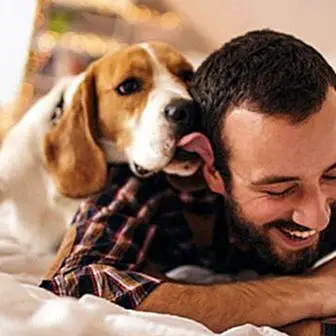Cães em casa 8 benefícios de ter cães!