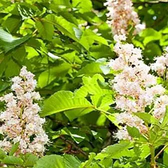Horse chestnut for hemorrhoids and varicose veins