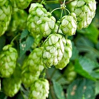 The benefits and properties of hops and some natural remedies