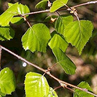 Huş ağacı: tıbbi özellikleri ve yararları, ilaçları ve kontrendikasyonları