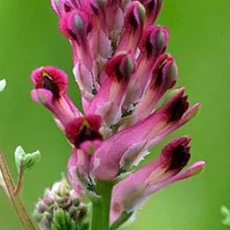 Fumaria Officinalis: benefits, how to make the infusion and contraindications