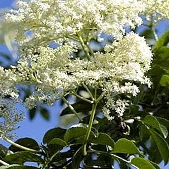 The elderberry, discover its benefits and medicinal properties