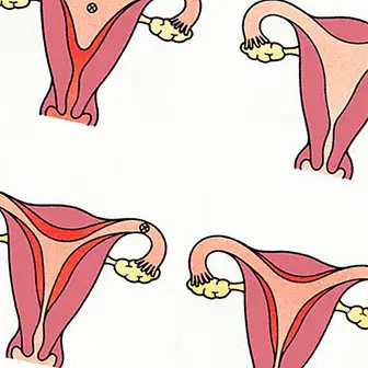 Hvordan er kvinnens menstruasjonssyklus