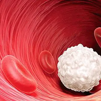 Bele krvne celice ali levkociti: kaj so in funkcije