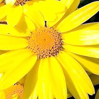 Arnica Montana: properties to relieve muscle aches
