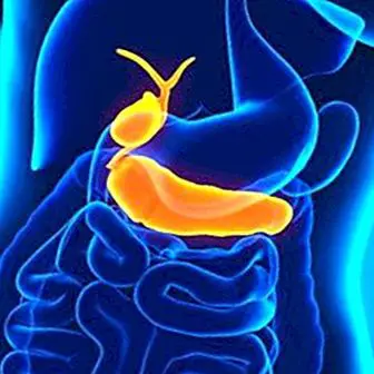 What is the pancreas, what it is for and its main functions