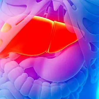 What is the liver, what is it for and main functions