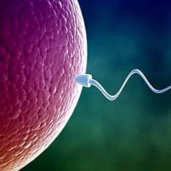 The moment of conception: how it happens and what happens