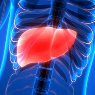 Fígado gordo: o que é, sintomas, causas e tratamento