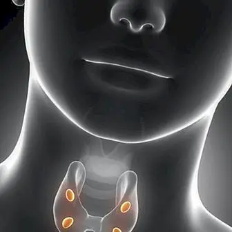 Основні проблеми щитовидної залози: захворювання і стан щитовидної залози