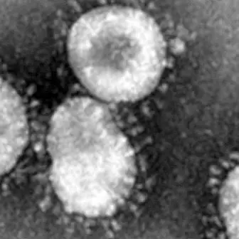Људски коронавирус: шта је то, симптоми и инфекција