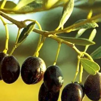 Voordelen en eigenschappen van de olijfboom: goed tegen hoog cholesterol
