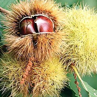 What are the chestnuts and when is the time to enjoy them