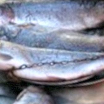 Trout: benefits and properties