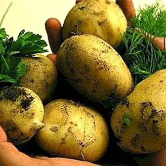 Raaka peruna- tai perunamehu: hyödyt ja ominaisuudet
