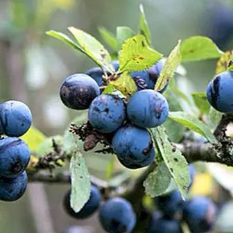 Sloes or pacharán: what they are, benefits and properties