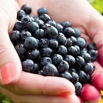 Acai Berry: sifat dan faedah antioksidan