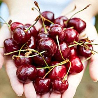 Kirsebær: antioxidant egenskaber og unikke fordele