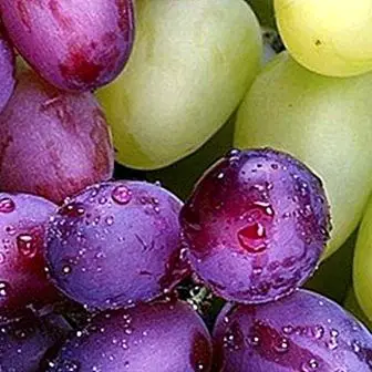 The grapes are very good for vision and sight