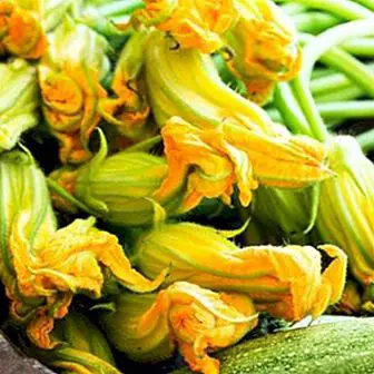 Zucchini flowers: what they are, benefits and when to pick them