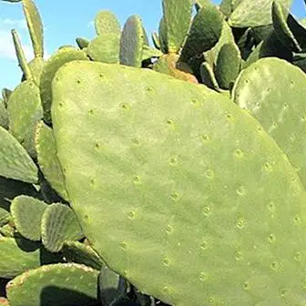 Nopal: what it is, benefits and properties