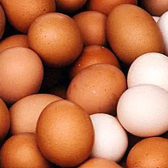 Egg nutrition information