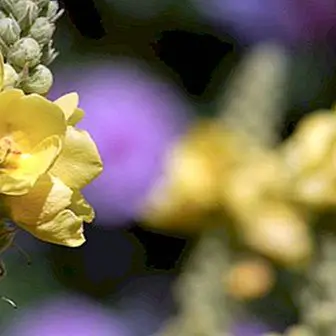 Mullein: benefits, how to take it and contraindications