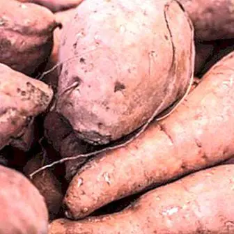Adakah sesuai untuk makan ubi jalar atau ubi mentah? Waspadalah terhadap Dioscorin