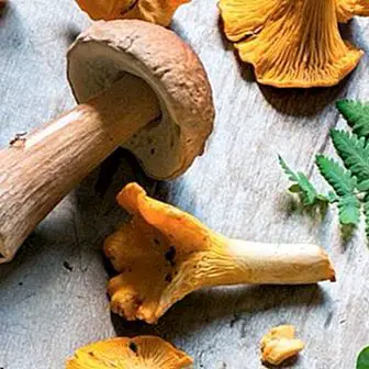 Gljive, svojstva i najvažnije prednosti