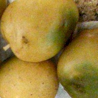 Batatas verdes e solanine