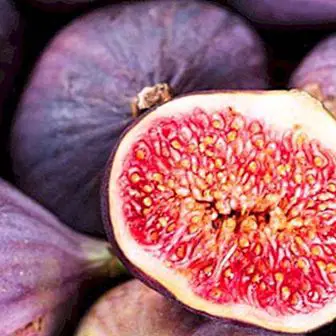 Figs, allies against autumnal asthenia
