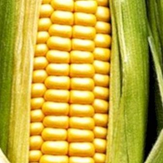 Kukurūzai, naudinga energija sveikatai