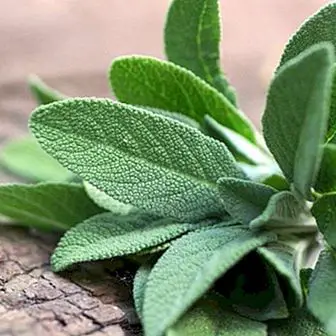 Salvia: benefits, properties and contraindications