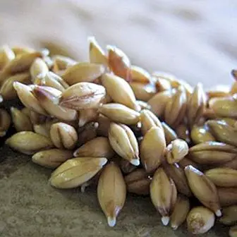 Benefits of barley malt