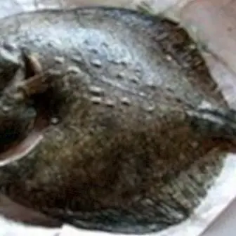 Turbot: benefits and properties