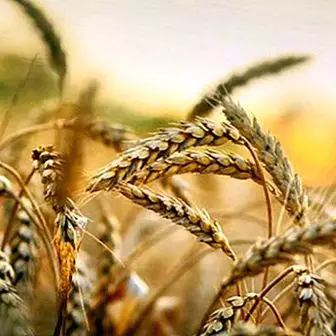 Adakah anda tahu bahawa gandum memburukkan penyakit kronik dan autoimun?