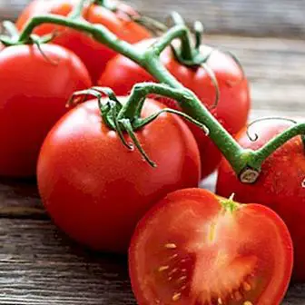 Cà chua: lợi ích và tính chất quan trọng nhất